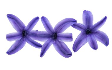 Beyaz arkaplanda sümbül çiçekleri 