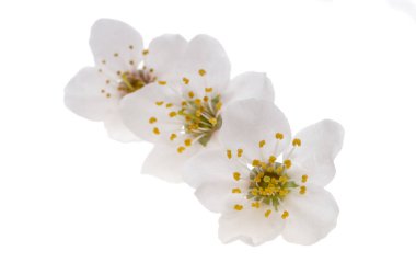 beyaz arka planda kiraz çiçeği 