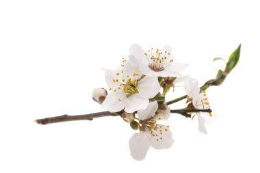 beyaz arka planda kiraz çiçeği 