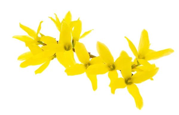 Blomma Forsythia Isolerad Vit Bakgrund — Stockfoto