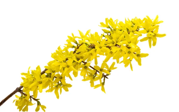 Flor Forsythia Isolado Fundo Branco — Fotografia de Stock