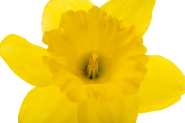 Narcissus Flower Isolated White Background — Stock Photo, Image