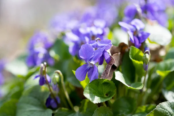 Blommande Violer Som Växer Ängen Våren — Stockfoto