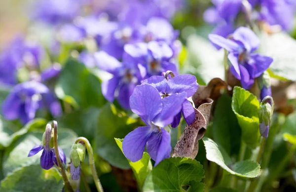 Blommande Violer Som Växer Ängen Våren — Stockfoto