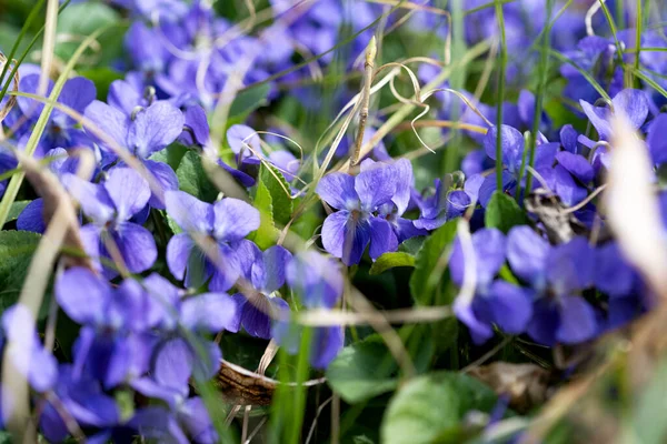 Violetas Florecientes Creciendo Prado Primavera — Foto de Stock