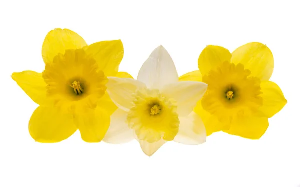 Bela Flor Narciso Isolado Fundo Branco — Fotografia de Stock