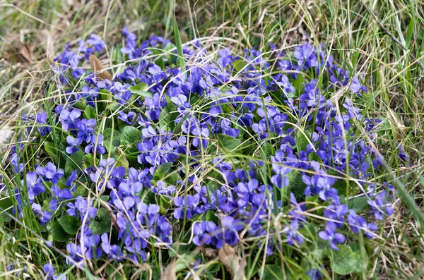 Blooming Violets Growing Meadow Spring — Stock Photo, Image