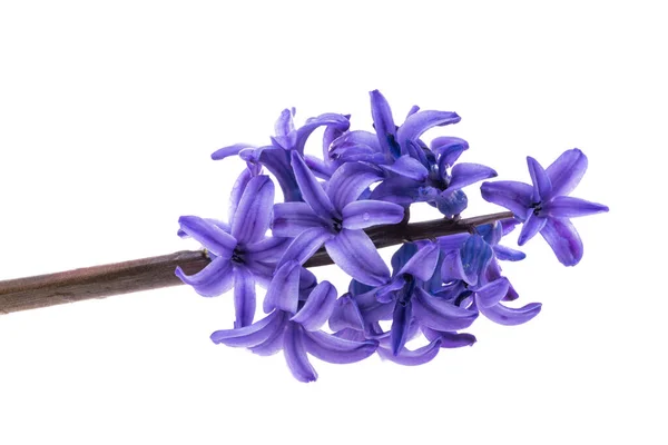 Hyacinth Flowers White Background — Stock Photo, Image