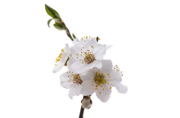 春天的樱花 白色背景 — 图库照片
