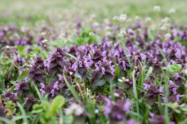 Baharda çayırda yabani çayır çiçekleri 