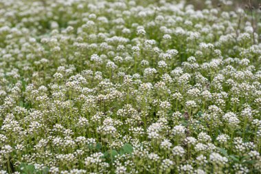 Baharda çayırda yabani çayır çiçekleri 