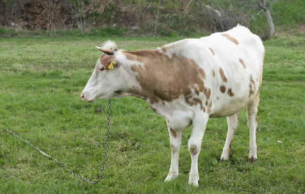 Vaca Pastando Prado Primavera —  Fotos de Stock