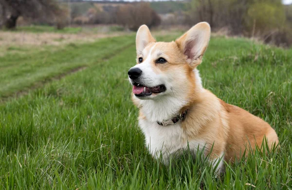 威尔什 彭布罗克犬在绿草上行走 — 图库照片