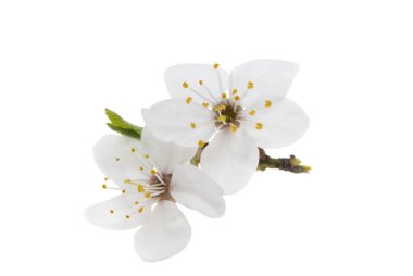 Beyaz arkaplanda izole edilmiş kiraz çiçeği 