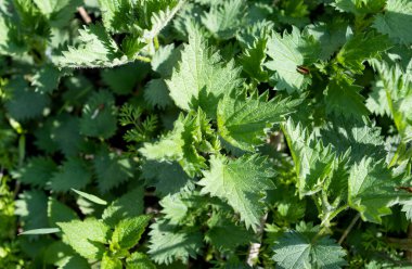 İlkbaharda çayırda büyüyen genç ısırgan otu. 