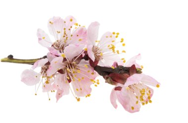 Beyaz arkaplanda izole edilmiş sakura çiçekleri 