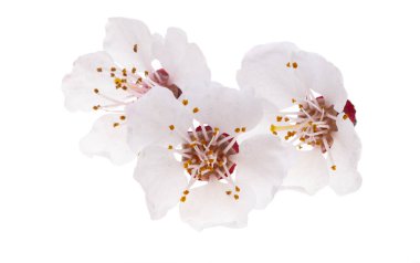 Beyaz arkaplanda izole edilmiş sakura çiçekleri 