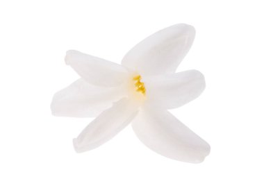 Beyaz arkaplanda izole edilmiş sümbül çiçeği 