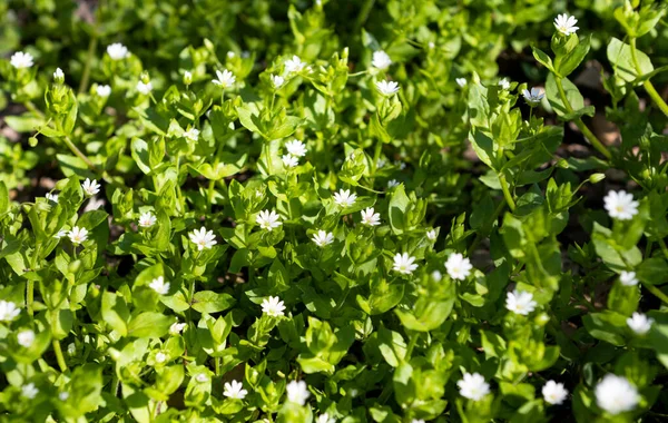 春になると草原に白い小花を咲かせ — ストック写真