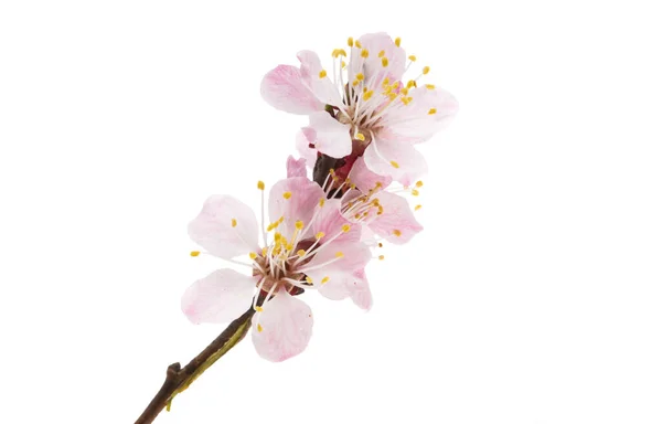 Flores Sakura Aisladas Sobre Fondo Blanco — Foto de Stock