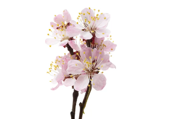 Fiori Sakura Isolati Sfondo Bianco — Foto Stock