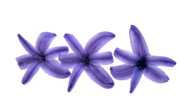 Hyacint Blomma Isolerad Vit Bakgrund — Stockfoto