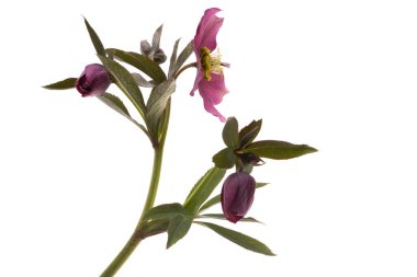 Burgonya çiçekleri beyaz arkaplanda izole edilmiş. 