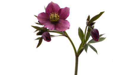 burgundy hellebore flower isolated on white background  clipart