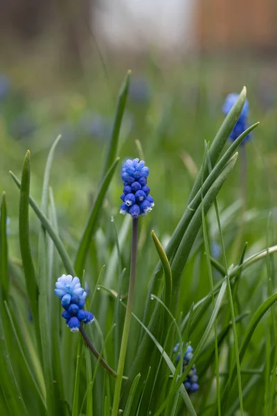 Çiçek Tarhında Büyüyen Muscari Çiçekleri — Stok fotoğraf