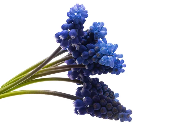 Muscari Flowers Isolated White Background — Stock Photo, Image