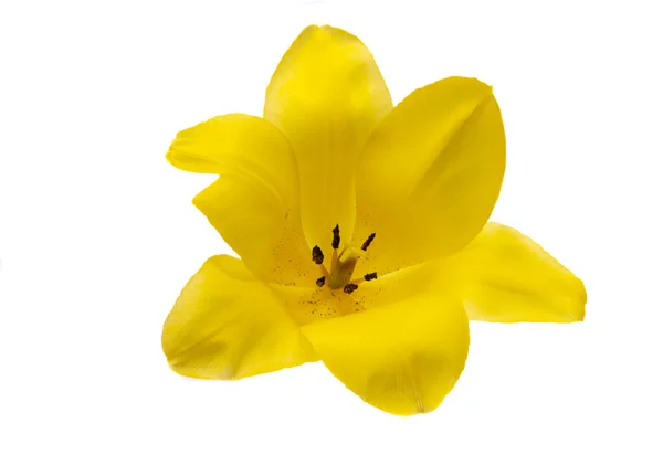 Yellow Tulip Isolated White Background — Stock Photo, Image