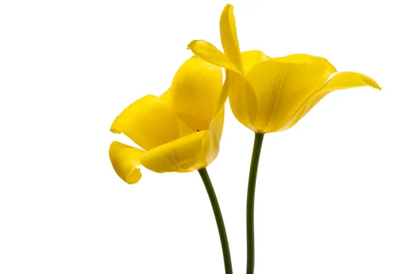 Tulipano Giallo Isolato Sfondo Bianco — Foto Stock