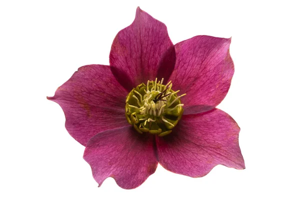 Vinröd Hellebore Blomma Isolerad Vit Bakgrund — Stockfoto