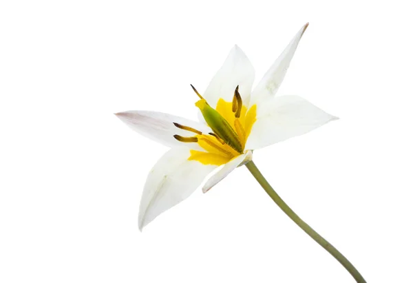 Tulipa Selvagem Isolado Fundo Branco — Fotografia de Stock