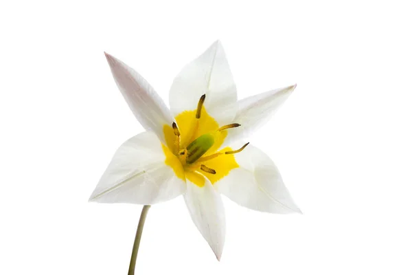 Tulipano Selvatico Isolato Sfondo Bianco — Foto Stock