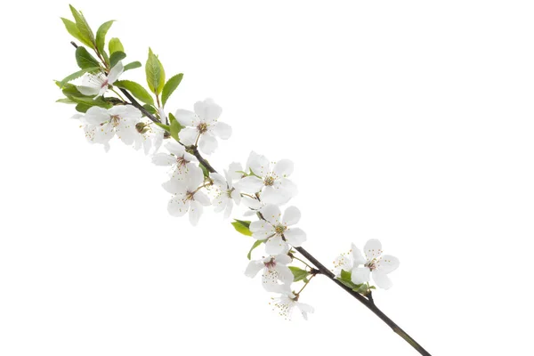 Rama Floreciente Cereza Aislada Sobre Fondo Blanco — Foto de Stock