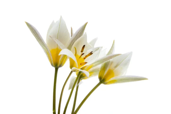Divoký Tulipán Izolované Bílém Pozadí — Stock fotografie
