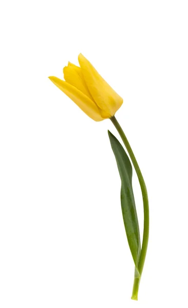 Żółty Tulipan Izolowany Białym Tle — Zdjęcie stockowe