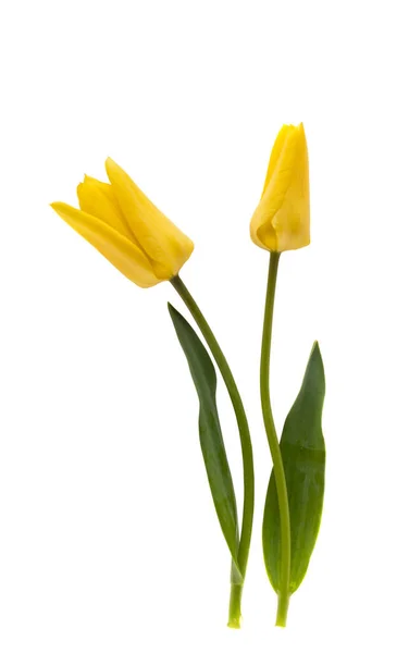 Yellow Tulip Isolated White Background — Stock Photo, Image