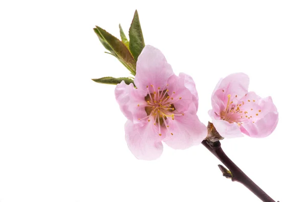 Sakura Blomma Isolerad Vit Bakgrund — Stockfoto