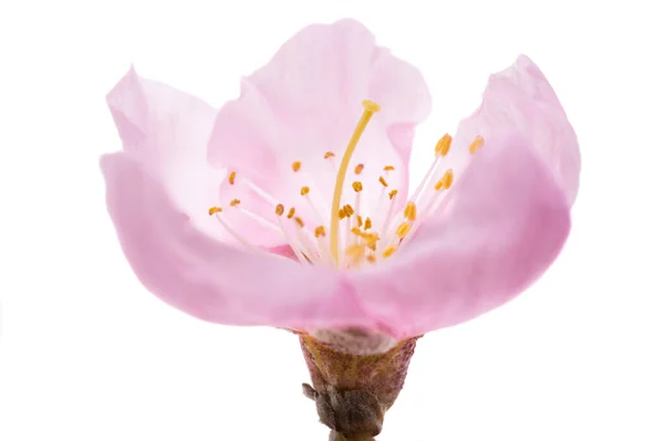 Sakura Blume Isoliert Auf Weißem Hintergrund — Stockfoto