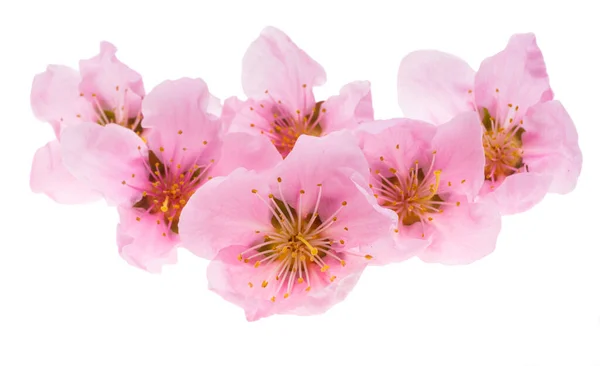 Sakura Flower Isolated White Background — Stock Photo, Image