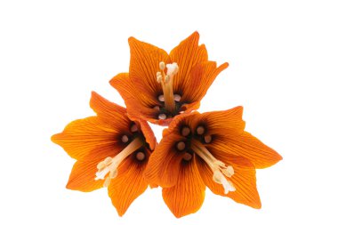 Beyaz arkaplanda yalıtılmış fındık tavuğu çiçeği 