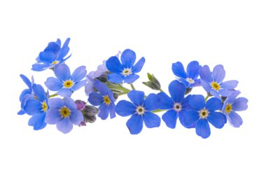 Beyaz arkaplanda izole edilmiş 