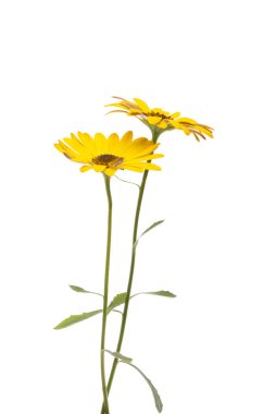 sarı osteospermum Daisy beyaz arkaplanda izole edildi 