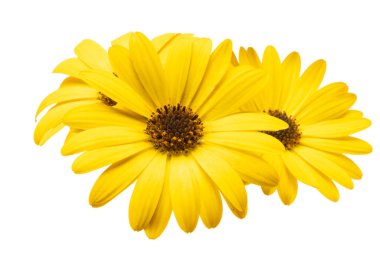 sarı osteospermum Daisy beyaz arkaplanda izole edildi 