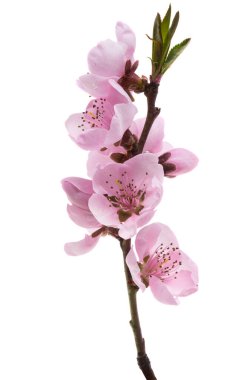 Beyaz arka planda izole edilmiş güzel sakura çiçeği. 