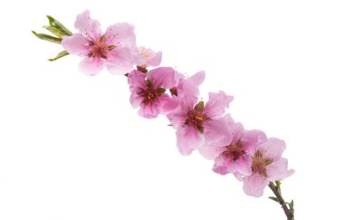 Beyaz arka planda izole edilmiş güzel sakura çiçeği. 