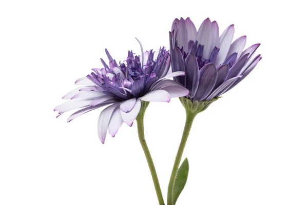 Osteospermum Daisy Izolowana Białym Tle — Zdjęcie stockowe