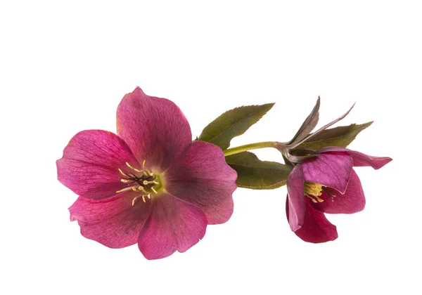 Hellebore Květiny Izolované Bílém Pozadí — Stock fotografie